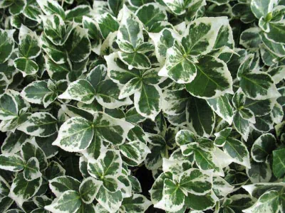 Fehér tarka Kecskerágó bokor 20-30cm „Euonymus fortunei Emerald Gaiety”