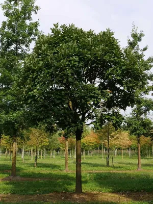 Pontuszi Tölgy 120cm „Quercus pontica”