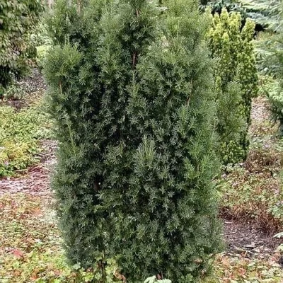 Oszlopos Tiszafa 100cm „Taxus Baccata Overeynderii”