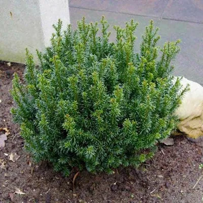 Törpe Gömb Tiszafa 20cm „Taxus baccata Anna”