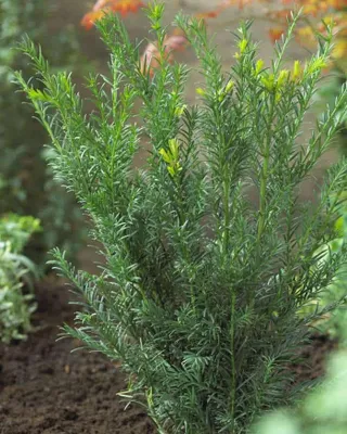 Grönlandi Tiszafa 40-60cm „Taxus media Groenland”