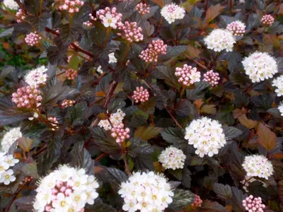 Vöröslevelű Hólyagvessző „Diabolo” 30-40cm „Physocarpus Opulifolius”