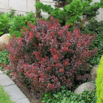 Törpe Japán Vérborbolya 20-30 cm „Berberis thunbergii Atropurpurea Nana”