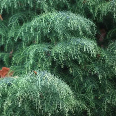 Japánciprus „Elegans” 40-60cm „Cryptomeria japonica”