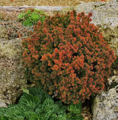 Törpe Gömb Japánciprus „Vilmoriniana” Szugifenyő 20cm „Cryptomeria japonica”