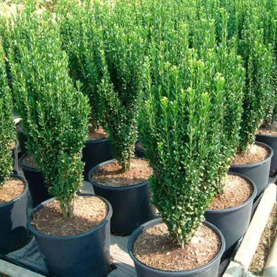 Oszlopos Magyal „Fastigiata” 30-40cm „Ilex crenata Fastigiata”