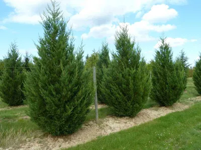 Oszlopos leylandi ciprus „2001” 60cm „Cupressocyparis leylandii”