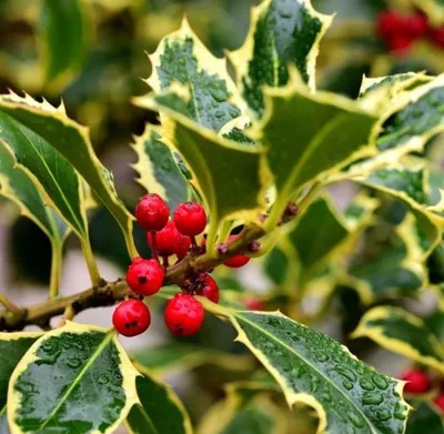 Tarkalevelű Magyal „Madame Briot” 10-20cm „Ilex aquifolium”