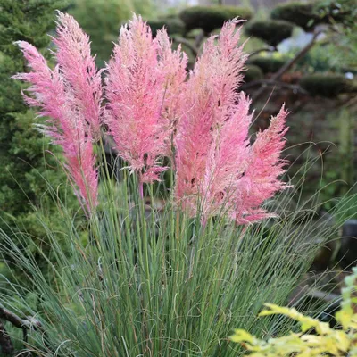 Rózsaszín Pampafű 80cm „Cortaderia selloana Rosea” (cserepes díszfűáru)