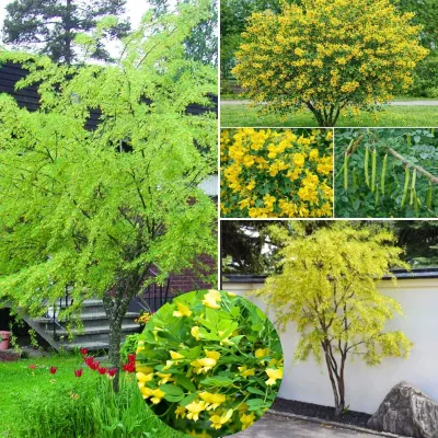 Borsófa „Caragana arborescens” 200 cm Borsócserje (Konténeres díszfaáru)