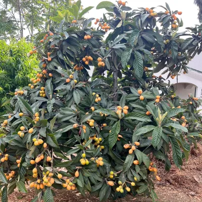 Japán Naspolya 100cm „Eriobotrya japonica” (cserepes gyümölcstermő)