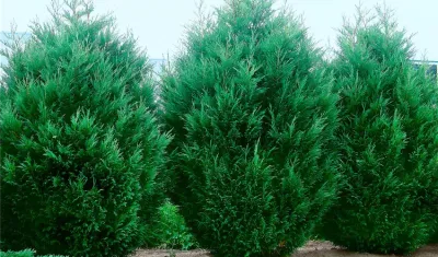 Leylandi ciprus „Herculea” 40-60cm „Cupressocyparis leylandii”