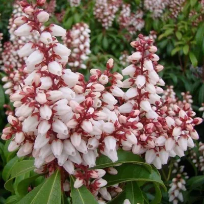 Japán Babérhanga „Bonfire” 30cm „Pieris japonica”