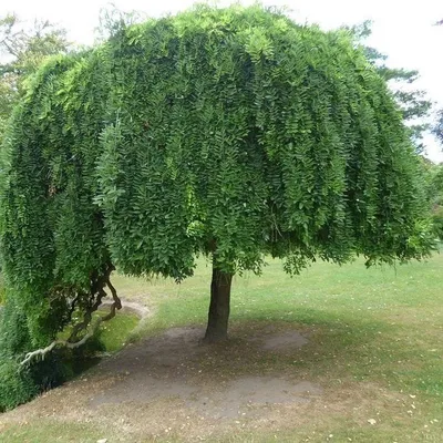 Csüngő Japánakác 250 cm „Sophora japonica Pendula” (konténeres kertészeti áru)