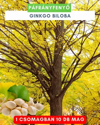 Páfrányfenyő 10 db mag „Ginkgo Biloba”