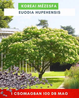 Koreai Mézesfa mag 100 db „Evodia Hupehensis”