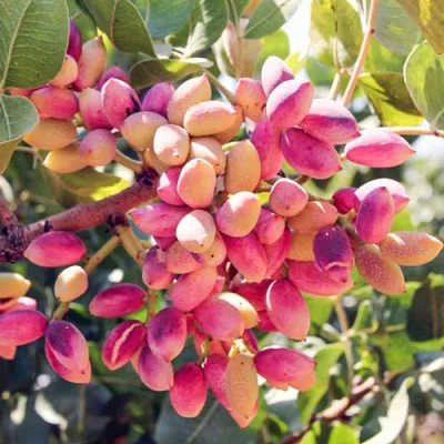 Pistacia Vera „Sirora” 120 cm (termő) Pisztácia II. osztályú