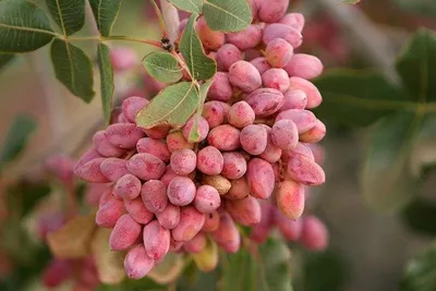 Pistacia Vera „Randy” 120 cm (Porzó) Pisztácia II. osztályú