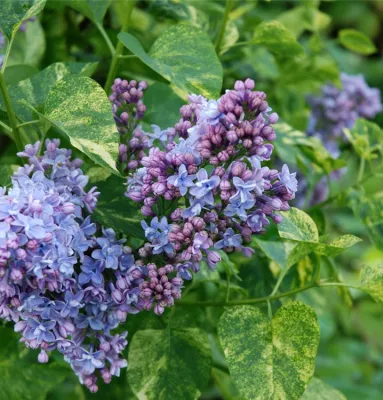 Tarka levelű Orgona „Aucubaefolia” 30cm „Syringa vulgaris”
