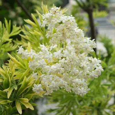 Arany szeldelt levelű bodza 30-40cm „Sambucus Nigra Golden Tower”