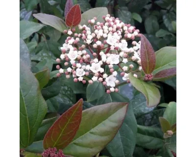 Téli Bangita „Purpureum” 20cm „Viburnum tinus”