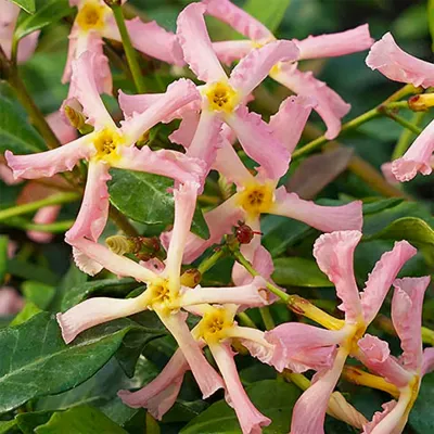 Rózsaszín virágú Csillagjázmin „Pink Showers” 20cm „Trachelospermum Jasminoides”