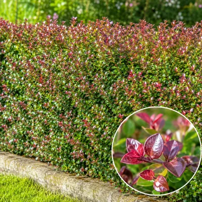Bordó levelű Mirtuszlonc 30cm „Lonicera nitida Red Tips” (cserepes talajtakaró dísznövény)