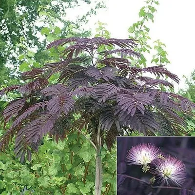 Bordó levelű selyemakác 150 cm Albizia julibrissin ‘Summer Chocolate’