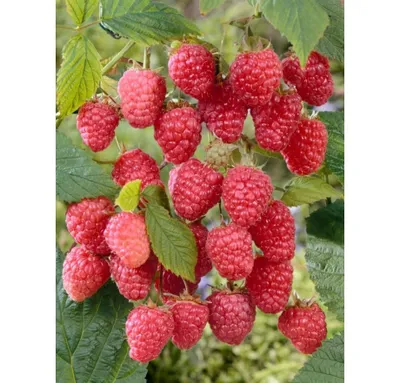 Folytontermő málna 100cm ‘Delniwa’ Rubus idaeus
