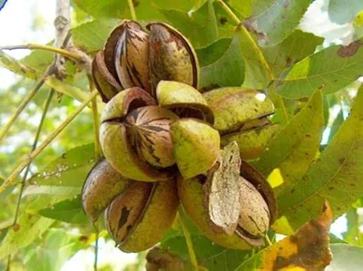Pekándió „Pawnee” 150 cm Carya illinoinensis (cserepes)