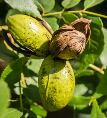 Pekándió „Wichita” 100 cm Carya illinoinensis (cserepes) 1 éves oltvány