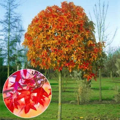 Gömb Amerikai Ámbrafa 200 cm „Gum ball” Liquidambar styraciflua