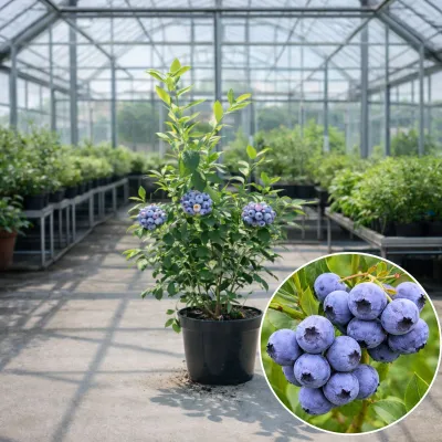 Áfonya „Bluecrop” 40 cm „Vaccinium Corymbosum”
