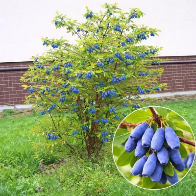 Kamcsatkai Mézbogyó „Jugana „ 40 cm „Lonicera kamtschatica”