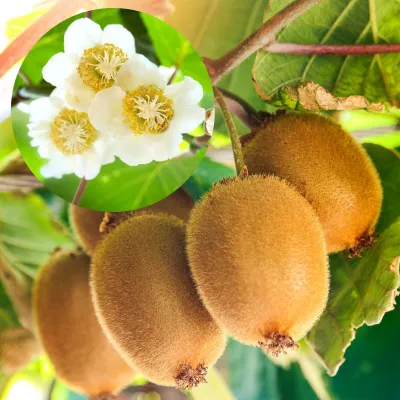 Kivi Tomuri (porzó) 100 cm „Actinidia deliciosa”