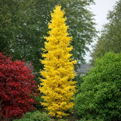 Oszlopos Páfrányfenyő 150 cm Ginkgo biloba „Eiffel”