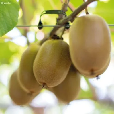 Kivi Giallo (sárga húsú termő) 100 cm „Kiwi Actinidia deliciosa”