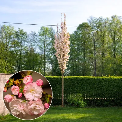 Oszlopos Japán Díszcseresznye 260 cm EXTRA Prunus serrulata ‘Amanogawa’