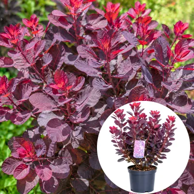 Bordó levelű cserszömörce 50cm ‘Dusky Maiden’ ‘Cotinus coggygria’ (Cserepes dísznövényáru)