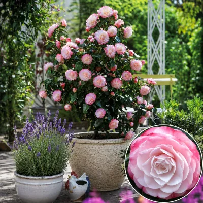 Japán Kamélia „Desire” 30cm „Camellia japonica” (cserepes örökzöld díszcserje)