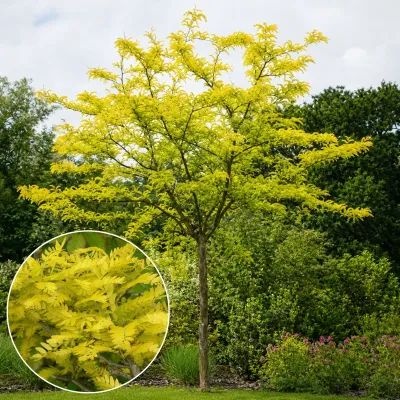 Aranysárga Levelű Lepényfa 150 cm „Gleditsia triacanthos Sunburst” (Gyökércsomagolt díszfaáru)