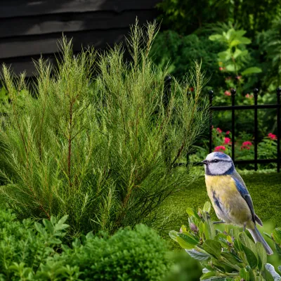 Cinegefűz 30 cm „Salix rosmarinifolia” (Vízkedvelő dísznövény)