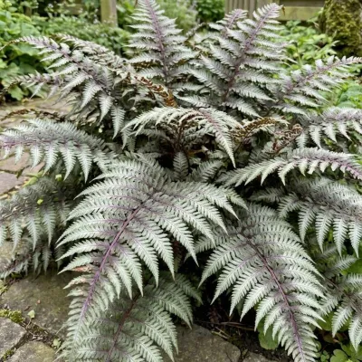 Japán hölgypáfrány „Athyrium niponicum” 30cm (árnyék kedvelő dísznövény)