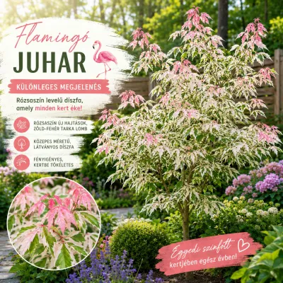 Flamingó Juhar 100cm „Acer negundo” Rózsaszín levelű juharfa (Prémium Díszfaáru)